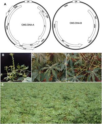 The Search for Resistance to Cassava Mosaic Geminiviruses: How Much We Have Accomplished, and What Lies Ahead